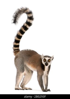 Lemur dalla coda circolare, Lempur corta, di 7 anni, di fronte allo sfondo bianco Foto Stock