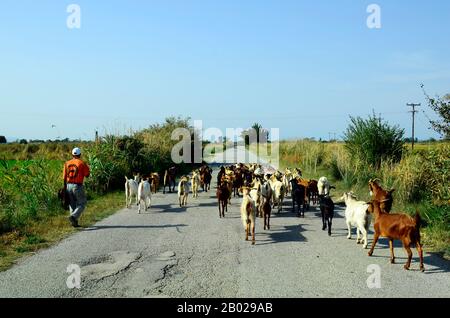 Poros, Grecia - 18 Settembre 2016: capra non identificato herder con capre sulla strada rurale in area di Evros Foto Stock