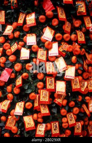 I Kumquat sono simboli di prosperità sia per i cinesi che per i vietnamiti. Gli alberi del kumquat sono dati come regali e possono essere visti decorando le lobby dell'hotel, le banche e gli altri edifici pubblici durante il periodo di Capodanno. Il Capodanno Cinese è un'importante festa tradizionale Cinese. In Cina, è anche conosciuto come il Festival di Primavera, la traduzione letterale del nome cinese moderno. Le celebrazioni del Capodanno cinese sono tradizionalmente corse dalla vigilia di Capodanno cinese, l'ultimo giorno dell'ultimo mese del calendario cinese, al Lantern Festival il 15th giorno del primo mese, rendendo il festival il lungo Foto Stock