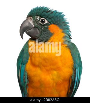 Macaw a gola blu, Ara glaucogularis, di 4 mesi, di fronte a sfondo bianco Foto Stock