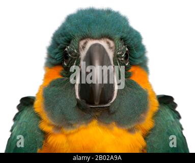 Macaw a gola blu, Ara glaucogularis, di 4 mesi, di fronte a sfondo bianco Foto Stock