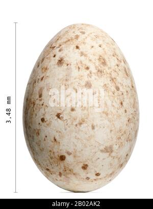 Sarus Crane Egg, Grus antigone, 9,3 cm su sfondo bianco Foto Stock