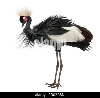 Crane Nere Corate, Pavonina Baleari, 15 anni, in piedi su sfondo bianco Foto Stock