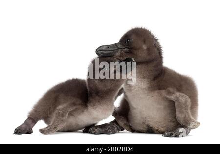 Pinguini africani, Sfeniscus demersus, di 3 e 5 giorni, su sfondo bianco Foto Stock
