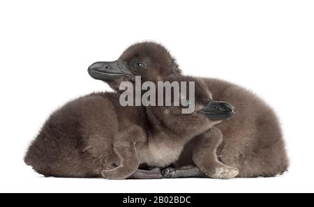 Pinguini africani, Sfeniscus demersus, di 3 e 5 giorni, su sfondo bianco Foto Stock