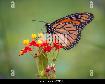La farfalla di Monarch, Danaus plexippus, è una farfalla di alghe della famiglia Nymphalidae. Foto Stock