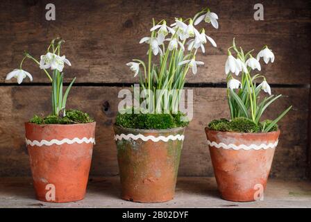 Galanthus nivalis. Snowdrops, in vasi di argilla sormontati da muschio, esposti in cassa di legno in un giardino inglese Foto Stock