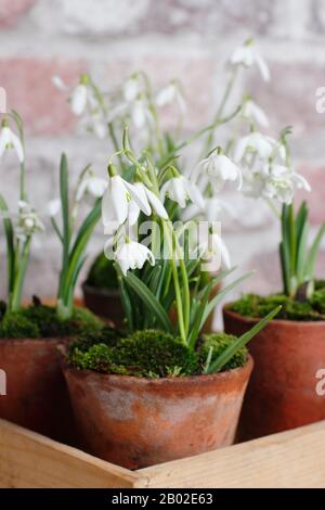 Galanthus nivalis. Esposizione invernale di gocce di neve in pentole di creta sormontate con muschio in un vassoio di seme di legno Foto Stock