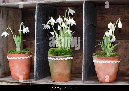 Galanthus nivalis. Snowdrops, in vasi di argilla sormontati da muschio, esposti in cassa di legno in un giardino inglese Foto Stock