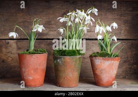 Galanthus nivalis. Snowdrops, in vasi di argilla sormontati da muschio, esposti in cassa di legno in un giardino inglese Foto Stock