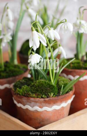 Galanthus nivalis. Esposizione invernale di gocce di neve in pentole di creta sormontate con muschio in un vassoio di seme di legno Foto Stock