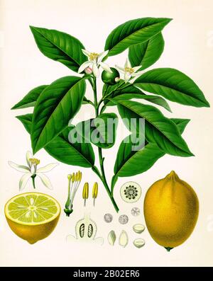 Il limone è un piccolo albero sempreverde originario dell'Asia, e il frutto ellissoidale giallo dell'albero. La frutta viene utilizzata per scopi culinari e non culinari in tutto il mondo, principalmente per il suo succo, anche se la polpa e la cotenna (più zest) sono utilizzati anche nella cottura e nella cottura. Il succo del limone è da circa il 5% al 6% di acido citrico, che conferisce ai limoni un sapore acido. Il caratteristico gusto acido del succo di limone lo rende un ingrediente chiave nelle bevande e negli alimenti come la limonata. L'origine del limone è un mistero, anche se si pensa che i limoni sono cresciuti per la prima volta in Assam (una regione situata nel nord-est dell'India), Bu settentrionale Foto Stock