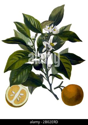 Arancio amaro, arancio Siviglia, arancio acido, arancio bigarade, o arancio marmellata si riferisce ad un albero di agrumi (Citrus aurantium) e il suo frutto. Si tratta di un ibrido tra Citrus maxima (pomelo) e Citrus reticulata (mandarino). Molte varietà di arancio amaro sono usate per il loro olio essenziale, che è usato nel profumo, come aromatizzante e come solvente. La varietà di arance di Siviglia è utilizzata nella produzione di marmellate. L'arancia amara è anche impiegata nella medicina a base di erbe come stimolante e soppressore dell'appetito, a causa del suo principio attivo, la sinefrina. I supplementi di arancia amara sono stati collegati ad un certo numero di Foto Stock