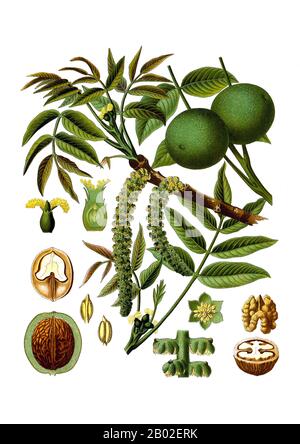 Una noce è un seme commestibile di qualsiasi albero del genere Juglans (Famiglia Juglandaceae), in particolare la noce persiana o inglese, Juglans regia. Rotture di nutcarni della noce nera orientale dall'albero Juglans nigra sono anche commercialmente disponibili in piccole quantità, così come sono gli alimenti preparati con nutterut carni di Juglans cinerea. Le noci sono frutti di pietra monoriniti e arrotondati dell'albero di noce. Il frutto di noce è racchiuso in una buccia verde, similpelle, carnosa. Questa buccia è immangiabile. Dopo la raccolta, la rimozione della buccia rivela il guscio di noce rugoso, che è in due metà. Questa shell è Foto Stock