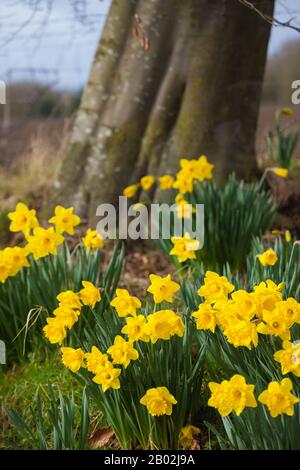 Primo piano di narcisi lungo il Fife Coastal Path vicino Aberdour Fife Scotland. Foto Stock