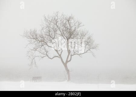 Un singolo albero catturato in una doccia di neve pesante nella baia di dalgety, Fife, Scozia Foto Stock