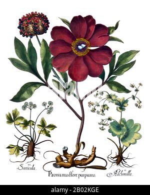 La peonia è una pianta da fiore del genere Paeonia, l'unico genere della famiglia Paeoniaceae. Sono nativi dell'Asia, del Sud Europa e del Nord America Occidentale. I confini tra le specie non sono chiari e le stime del numero di specie variano da 25 a 40. La maggior parte sono piante erbacee perenni di altezza 0,5–1,5 metri (1,6–4,9 piedi), ma alcune assomigliano ad alberi di altezza 1,5–3 metri (4,9–9,8 piedi). Hanno foglie composte, profondamente lobate e grandi, spesso fragranti, fiori, che vanno dal rosso al bianco o giallo, in tarda primavera e all'inizio dell'estate. Foto Stock