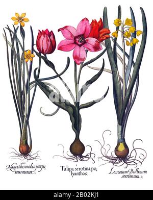 Il tulipano è una pianta perenne bulbosa con fiori di fiore all'occhiello del genere Tulipa, di cui attualmente si accettano circa 75 specie selvatiche appartenenti alla famiglia delle Liliaceae. La gamma nativa del genere si estende ad ovest fino alla penisola iberica, attraverso il Nord Africa fino alla Grecia, i Balcani, la Turchia, in tutto il Levante (Siria, Israele, Libano, Giordania) e l'Iran, a nord verso l'Ucraina, la Siberia meridionale e la Mongolia, e ad est verso il nord-ovest della Cina. Il centro della diversità dei tulipani è nelle montagne Pamir, Hindu Kush e Tien Shan. E' un tipico elemento di steppa e di chiatta invernale-piovana mediterranea Foto Stock