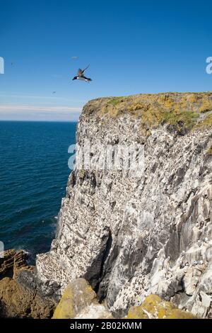 Scogliere sull'isola di maggio, Scozia Foto Stock