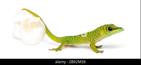 Vista laterale di un gecko gigante del Madagascar giorno accanto alle uova da cui si è hatched fuori, Phelsuma madagascariensis grandis, isolato su bianco Foto Stock