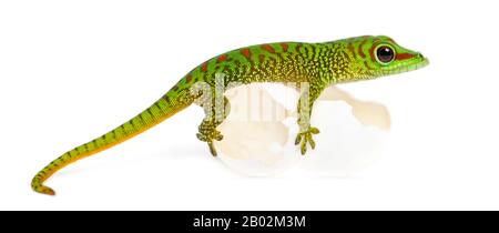 Vista laterale di un gecko gigante del Madagascar, arroccato su uova da cui si è schiantato, Phelsuma madagascariensis grandis, isolato su bianco Foto Stock