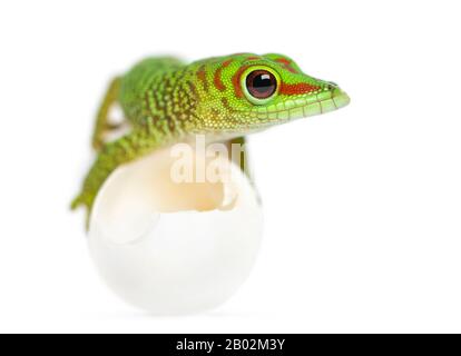 Vista frontale di un gecko gigante malgascio giorno sdraiato su uova da cui si schiuse, Phelsuma madagascariensis grandis, isolato su bianco Foto Stock