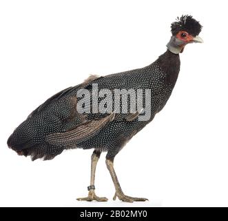 Guineafowl Crested, Guttera pucherani, isolato su bianco Foto Stock