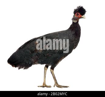 Vista laterale di un Guineafowl crested, Guttera pucherani, isolato su bianco Foto Stock