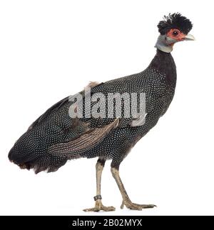 Guineafowl Crested, Guttera pucherani, isolato su bianco Foto Stock