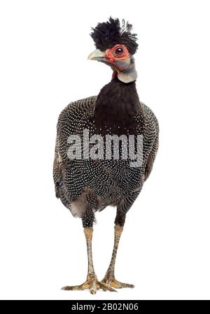 Vista frontale di un Guineafowl in piedi, Guttera pucherani, isolato su bianco Foto Stock