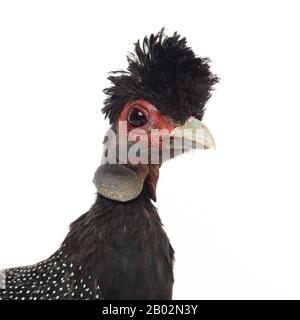 Guineafowl Crested, Guttera pucherani, isolato su bianco Foto Stock