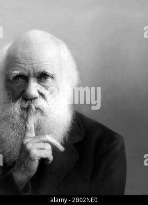 Charles Robert Darwin, FRS (12 febbraio 1809 – 19 aprile 1882) è stato un naturalista e geologo inglese, meglio conosciuto per i suoi contributi alla teoria evolutiva. Egli stabilì che tutte le specie di vita sono discese nel tempo da antenati comuni, E in una pubblicazione congiunta con Alfred Russel Wallace introdusse la sua teoria scientifica che questo modello di evoluzione derivava da un processo che definiva selezione naturale, in cui la lotta per l'esistenza ha un effetto simile alla selezione artificiale coinvolta nell'allevamento selettivo. Darwin pubblicò la sua teoria dell'evoluzione con il co Foto Stock