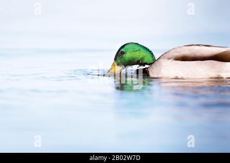 Mallard maschio che beve nel lago alla luce del sole del mattino. Vista laterale. Foto Stock