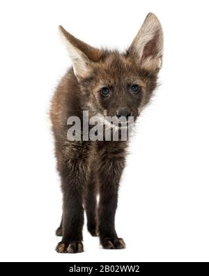 Vista frontale di un lupo manato rivolto verso la telecamera, Chrysocyon brachyurus, isolato su bianco Foto Stock