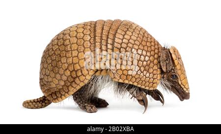 Armadillo a tre bande, Tolypeutes tricinctus - 4 anni Foto Stock