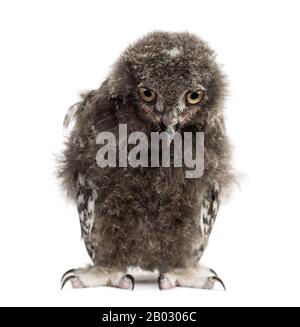 Gufo di neve, scandiaco di Bubo, 40 giorni Foto Stock