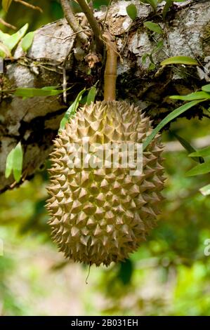 Considerato da molte persone nel sud-est asiatico come il 're dei frutti', il durian è caratteristico per le sue grandi dimensioni, forte odore, e formidabile spina coperta di spina. Il frutto può crescere fino a 30 centimetri (12 pollici) di lunghezza e 15 centimetri (6 pollici) di diametro, e pesa tipicamente da uno a tre chilogrammi (2 a 7 libbre). La sua forma varia da oblunga a rotonda, il colore della sua buccia verde a marrone, e la sua carne giallo pallido a rosso, a seconda della specie. Foto Stock