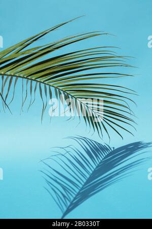 Green palm leaf with the shadow Foto Stock