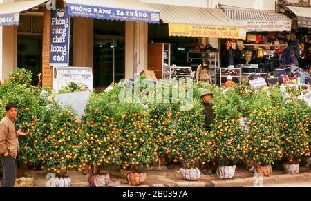 I Kumquat sono simboli di prosperità sia per i cinesi che per i vietnamiti. Gli alberi del kumquat sono dati come regali e possono essere visti decorando le lobby dell'hotel, le banche e gli altri edifici pubblici durante il periodo di Capodanno. La più grande festa nazionale del Vietnam è Tet – più propriamente, Tet Nguyen Dan, ‘Festival del Primo giorno’ – in coincidenza con il primo giorno del nuovo anno lunare. Durante la settimana prima di Tet, i vietnamiti pagano i loro debiti, pulire le tombe dei loro antenati, fare un rapporto sullo stato della famiglia durante lo scorso anno per l'imperatore Jade, e decorare le loro case con ciuffi di pesca Foto Stock