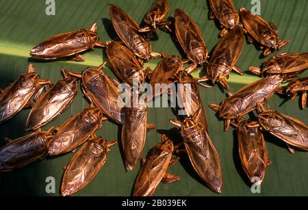 I giganteschi insetti d'acqua vengono consumati fritti e leggermente bolliti. L'essenza del bug può essere utilizzata anche in una varietà di paste a base di peperoncino e utilizzata come condimento. A parte la Thailandia, il bug è mangiato in Vietnam e nelle Filippine. Foto Stock
