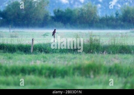 Buzzard appollaiato su un palo di legno nella campagna mistica. Foto Stock