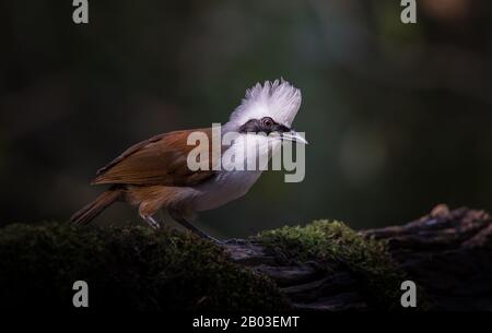 Fotografare uccelli in natura artistica (Thrush calmante bianco) Foto Stock