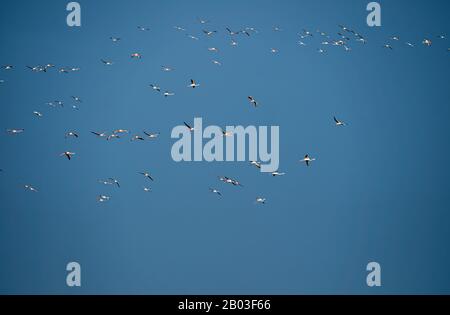 Flying flock of nice Greater Flamingos con cielo blu chiaro. Parco Naturale Del Delta Del Fiume Ebro. Foto Stock