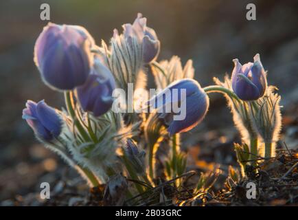 I pasqueflowers orientali si chiudono contro la luce. Foto Stock