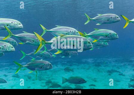 Scuola Crevalle Jacks (Caranx hippos) muoversi attraverso una primavera centrale della Florida. Noti anche come Jacks comuni, questi pesci sono predatori veloci e agili. Foto Stock