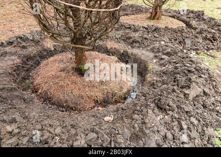 piantando un albero grande. vista ravvicinata degli alberi che sono spostati e piantati in un altro giardino Foto Stock