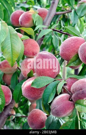 closeup di pesche crescenti su un albero nel frutteto, composizione verticale Foto Stock