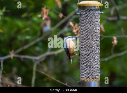 Nuthatch eurasiatico, Sitta europaea, nutrimento ad un alimentatore di uccelli, mangiare cuori di girasole, in un giardino in Surrey, sud-est dell'Inghilterra in inverno (residente) Foto Stock