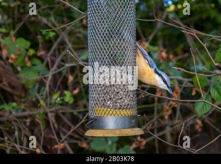 Nuthatch eurasiatico, Sitta europaea, nutrendo in un alimentatore di uccelli, mangiando cuori di girasole, in un giardino a Surrey, Inghilterra sud-orientale in inverno Foto Stock