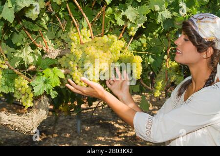 Uva prodotto controllo qualità nella vigna. Giovane donna contadina che controlla la qualità dell'uva nella stagione di raccolta. Concetto di occupazione agricola Foto Stock